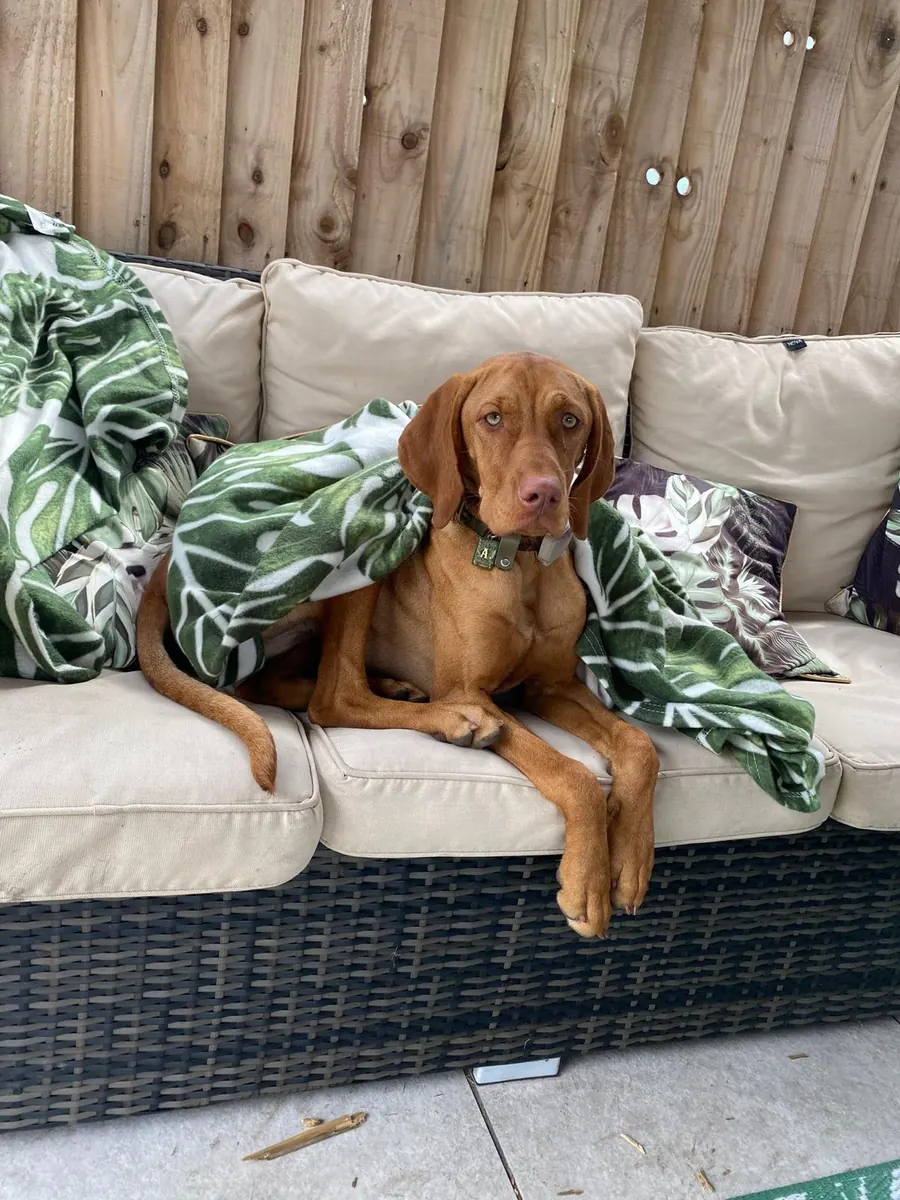 A vizsla settled under a blanket on the garden sofa