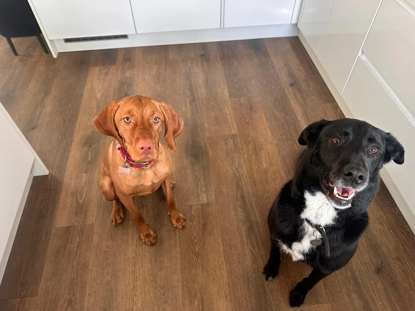 Two dogs waiting together on the kitchen floor, looking up